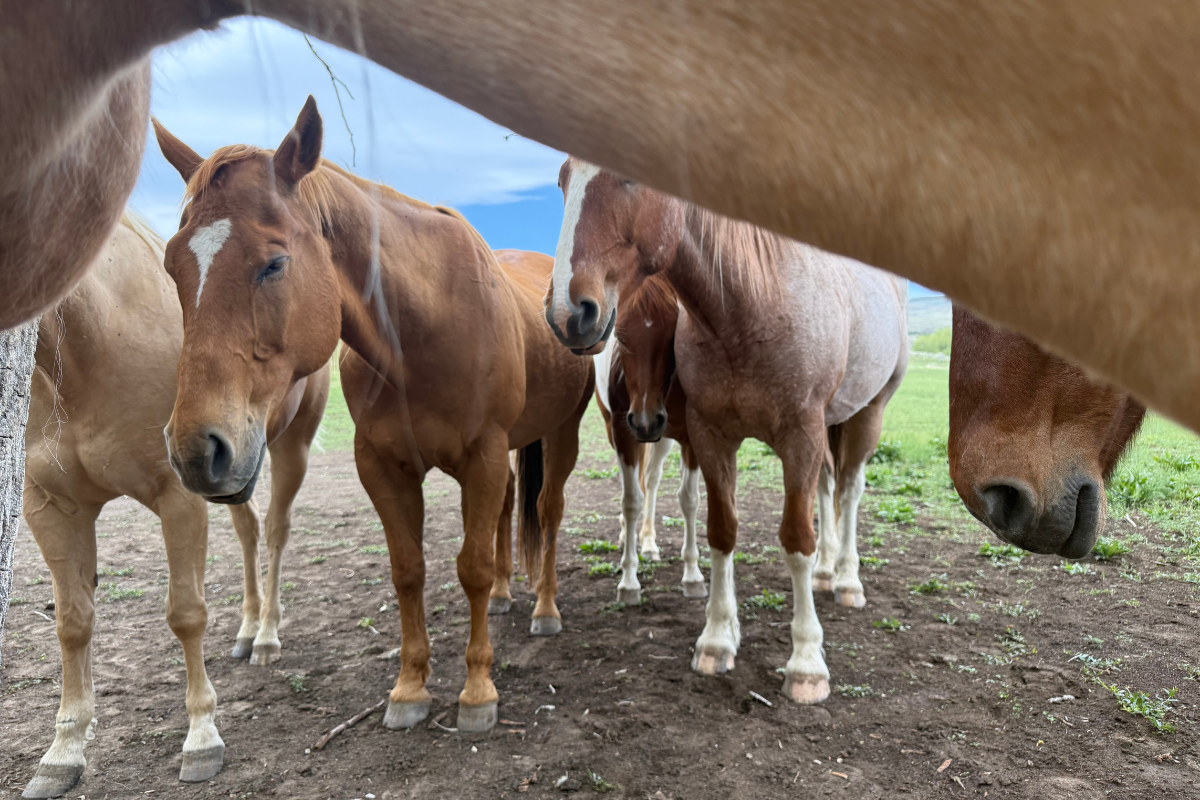 Woman Leaning on Fence Looking at a Horse. A woman in a denim jacket leans on a wooden fence, looking at a chestnut horse wearing a blue halter in a grassy enclosure
